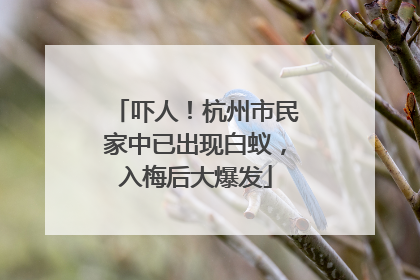吓人！杭州市民家中已出现白蚁，入梅后大爆发